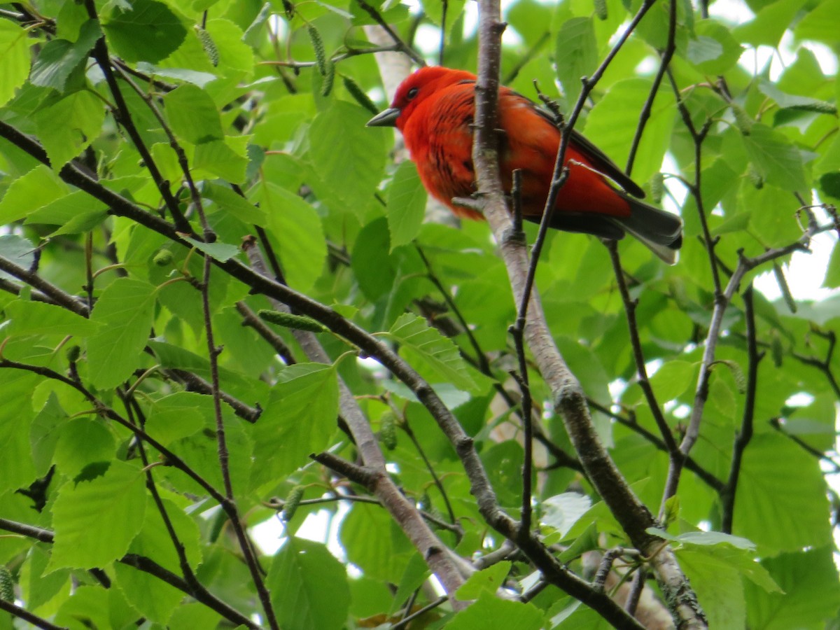 Scarlet Tanager - ML619917252