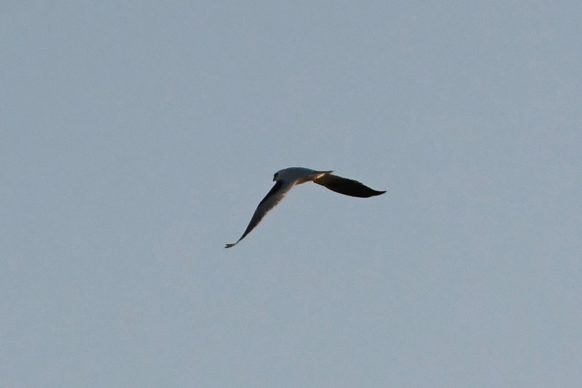 Black-shouldered Kite - ML619917254