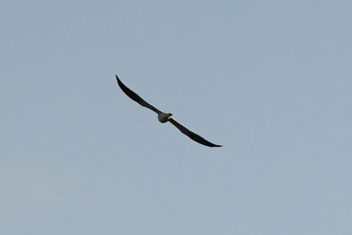 Black-shouldered Kite - ML619917256