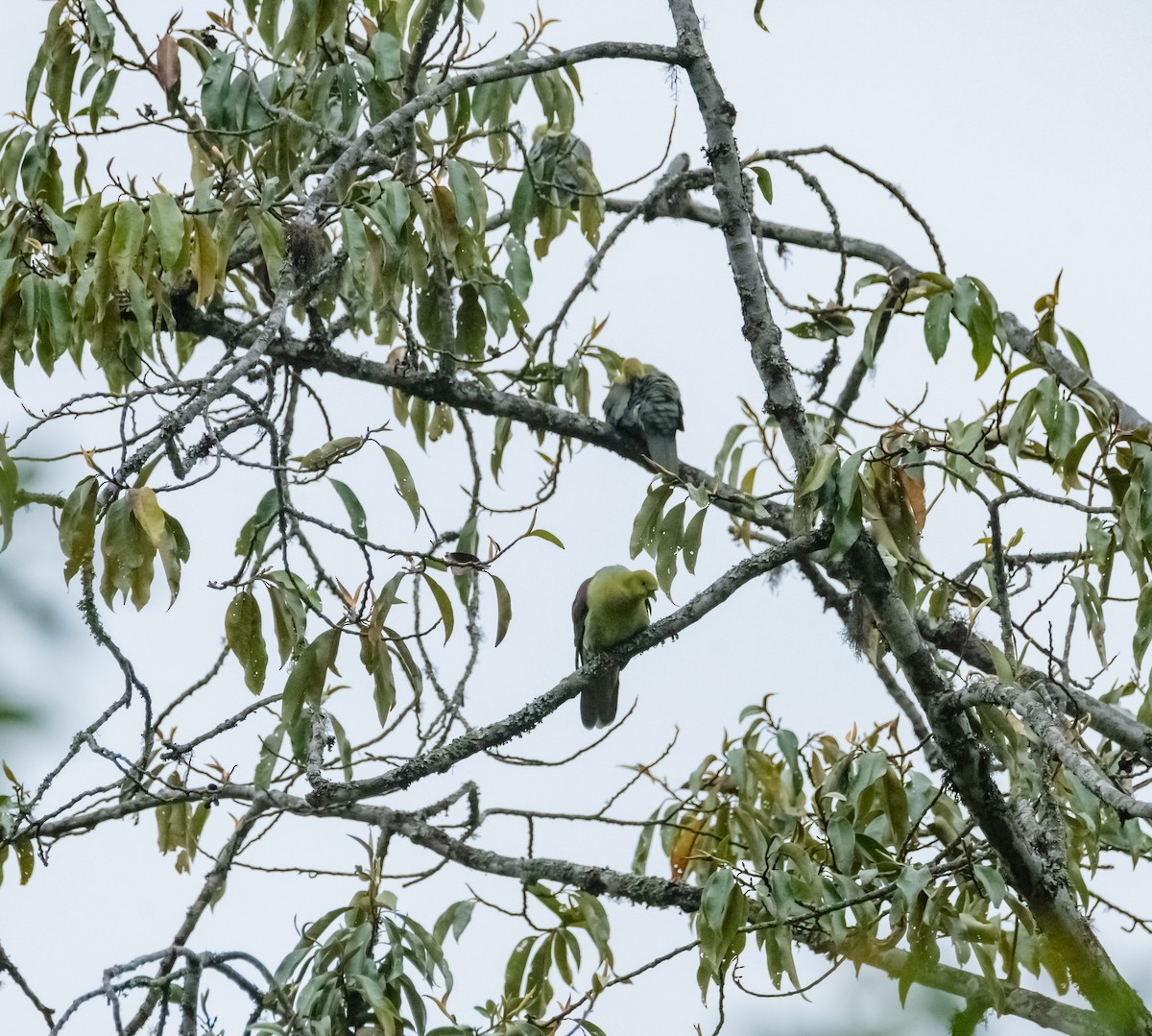 Wedge-tailed Green-Pigeon - ML619917290