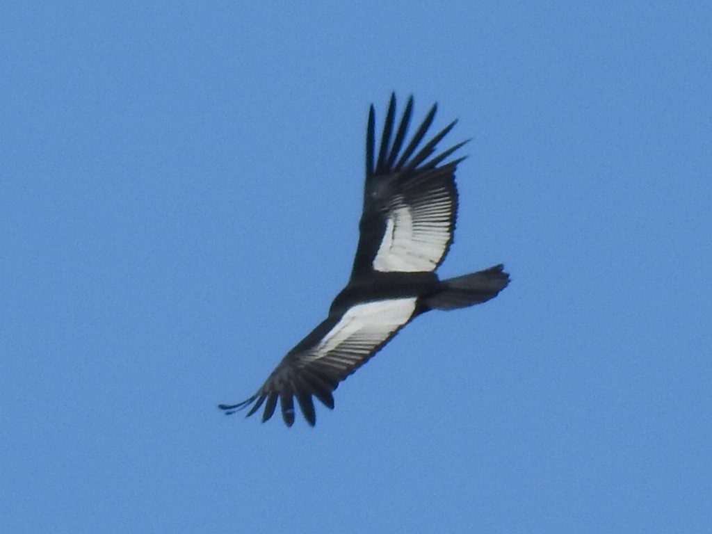 Condor des Andes - ML619917306