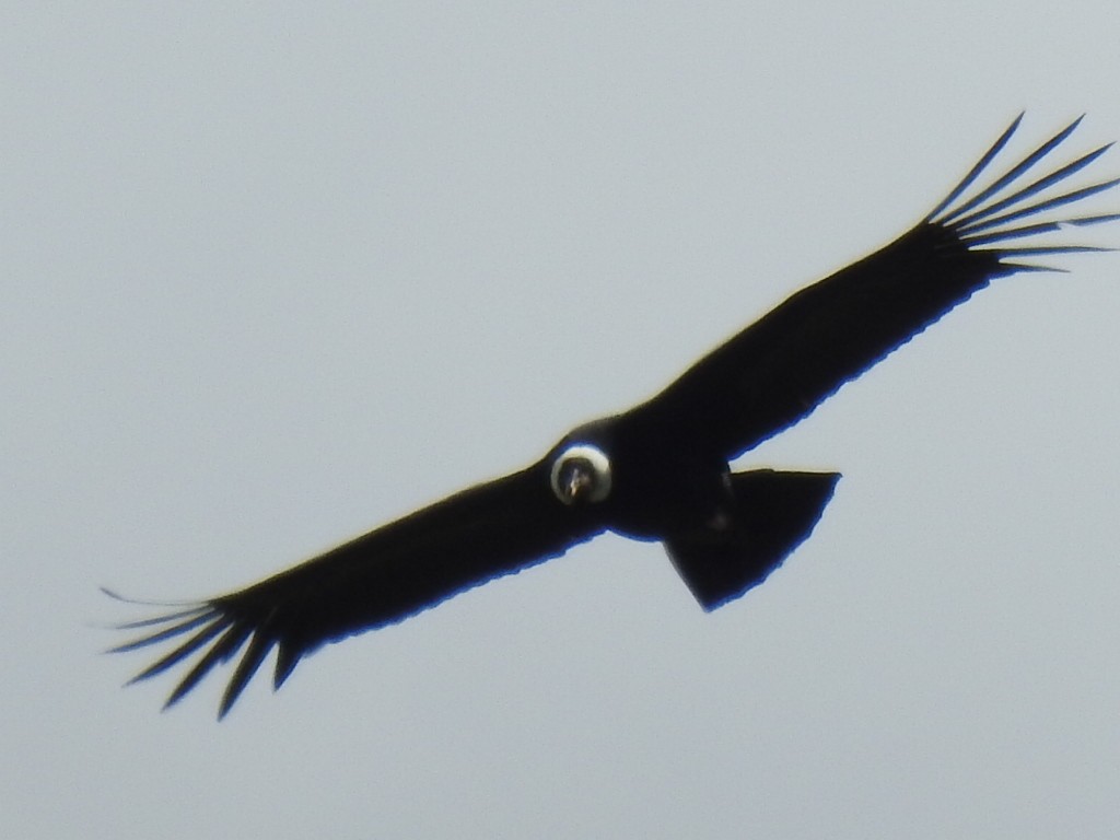 Condor des Andes - ML619917307