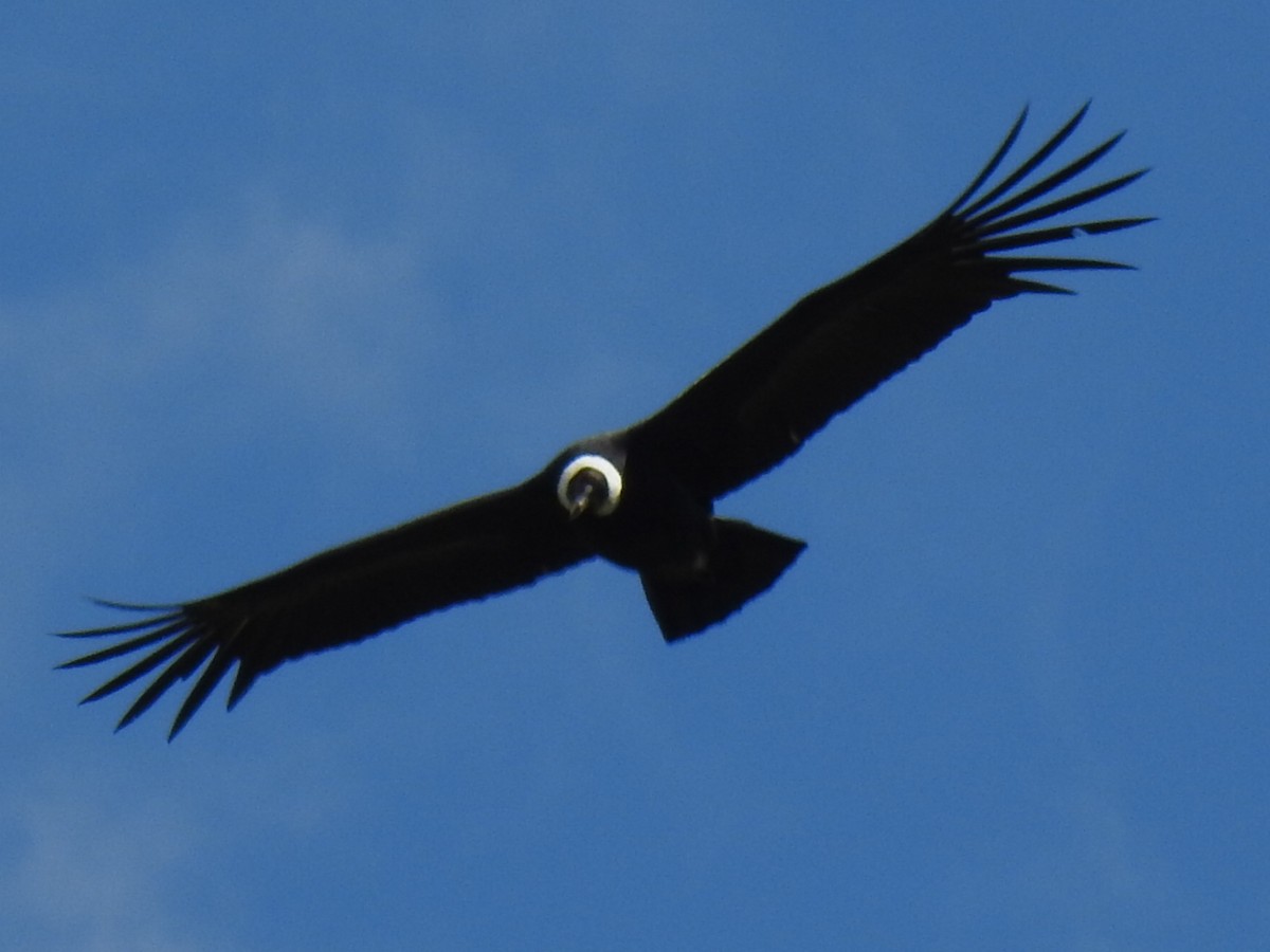 Condor des Andes - ML619917308