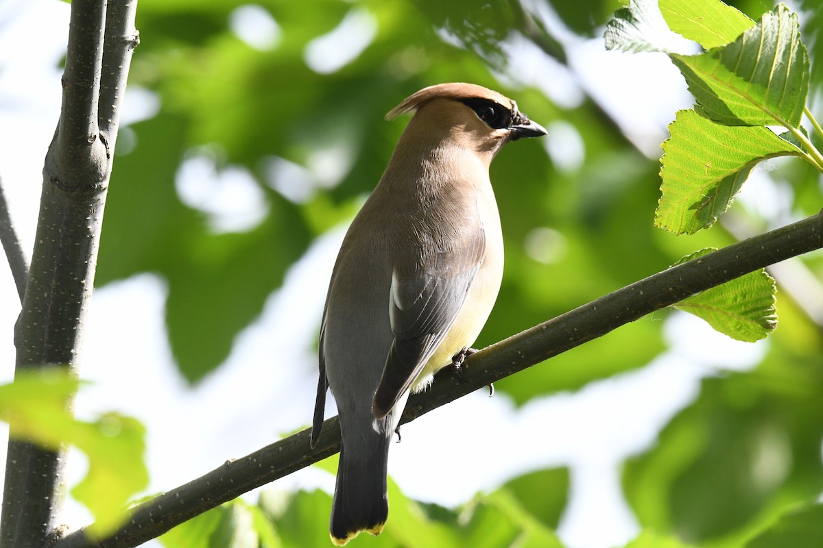 Cedar Waxwing - ML619917317