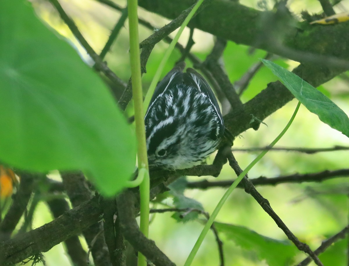 Black-and-white Warbler - ML619917325