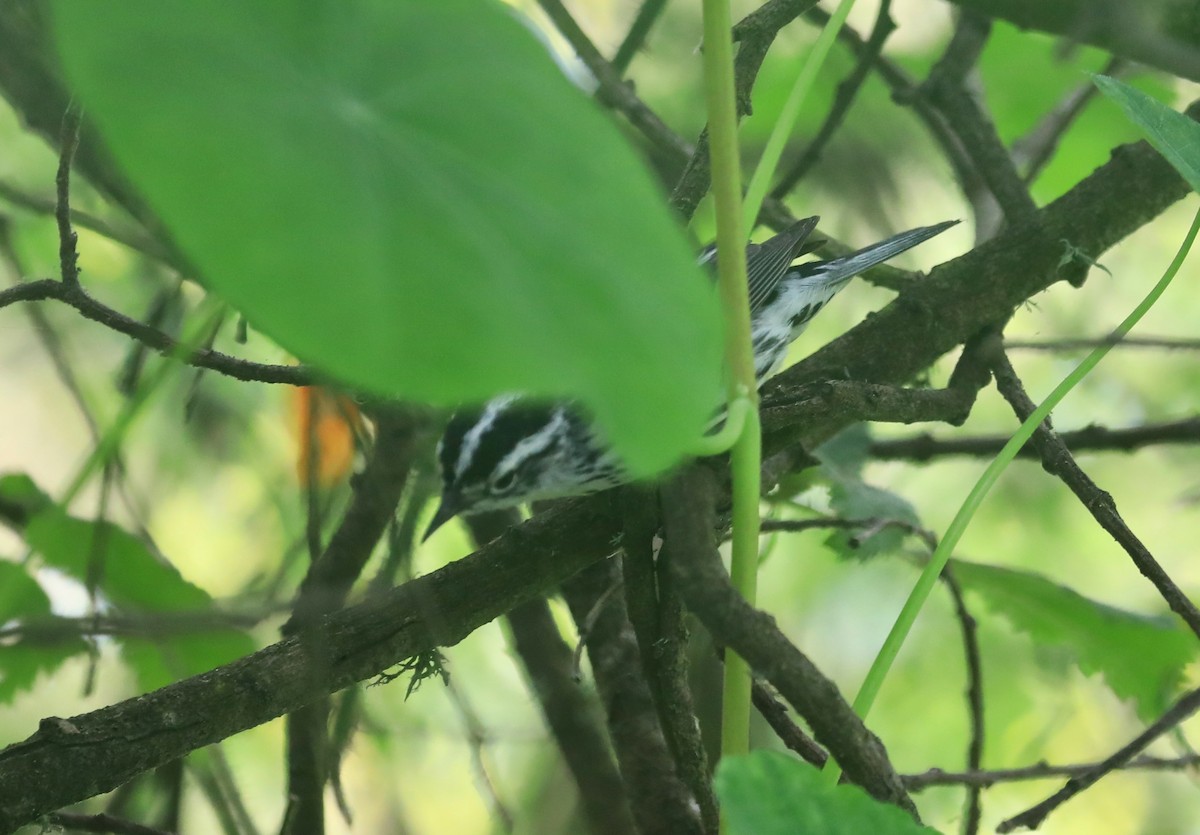 Black-and-white Warbler - ML619917327