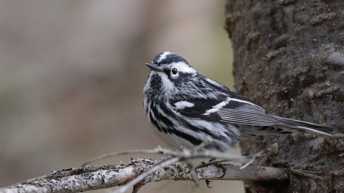 Black-and-white Warbler - ML619917339