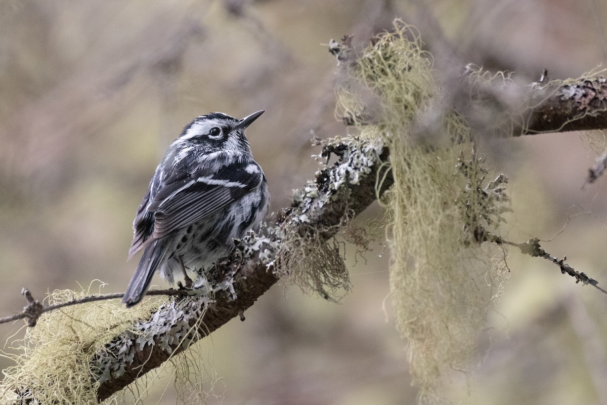 Black-and-white Warbler - ML619917340