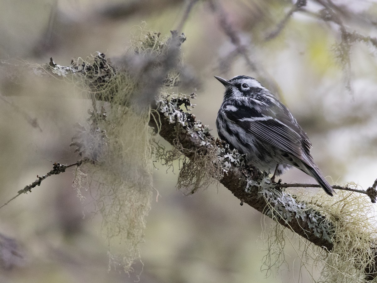 Black-and-white Warbler - ML619917341