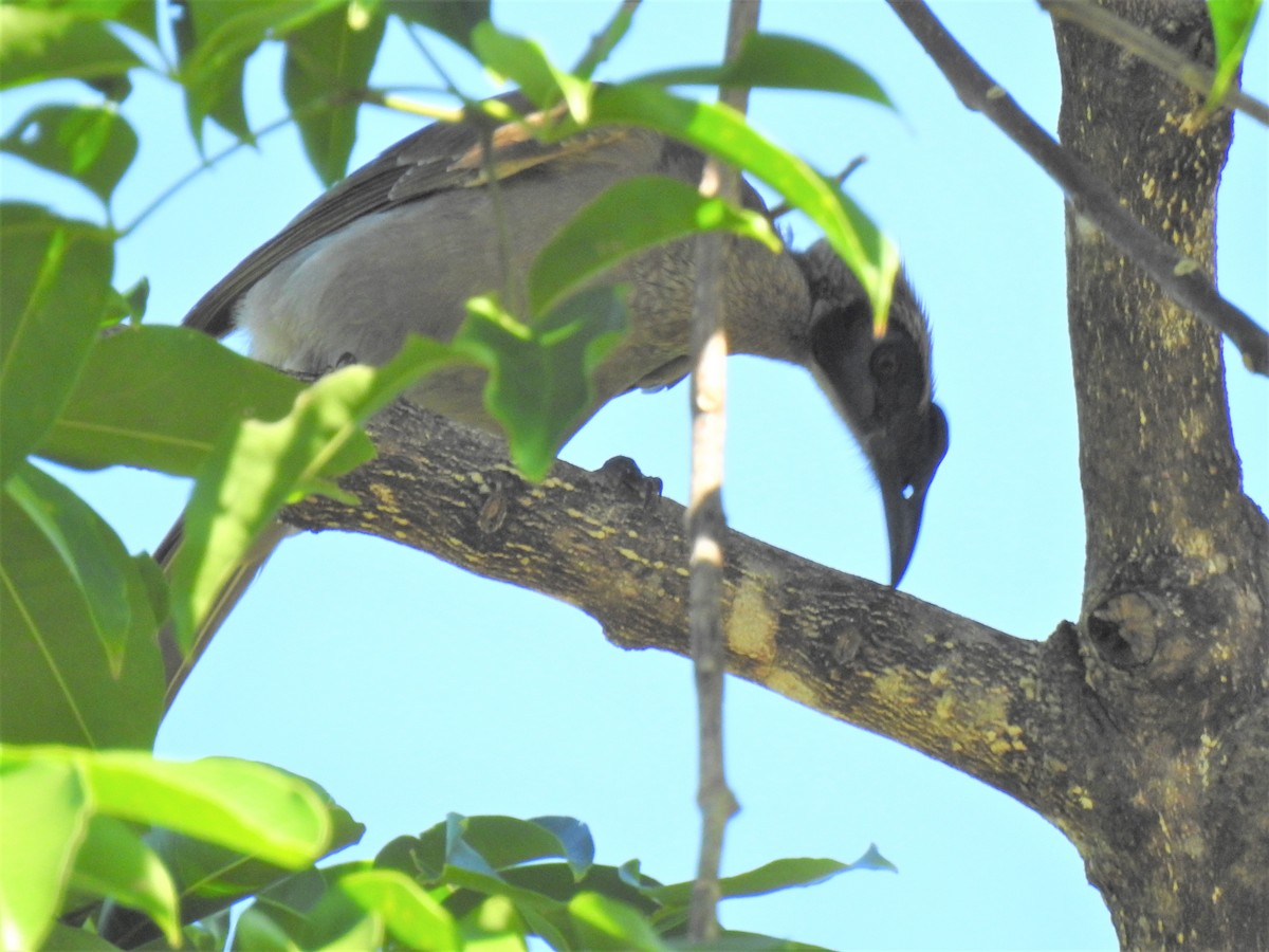 Helmeted Friarbird - ML619917342