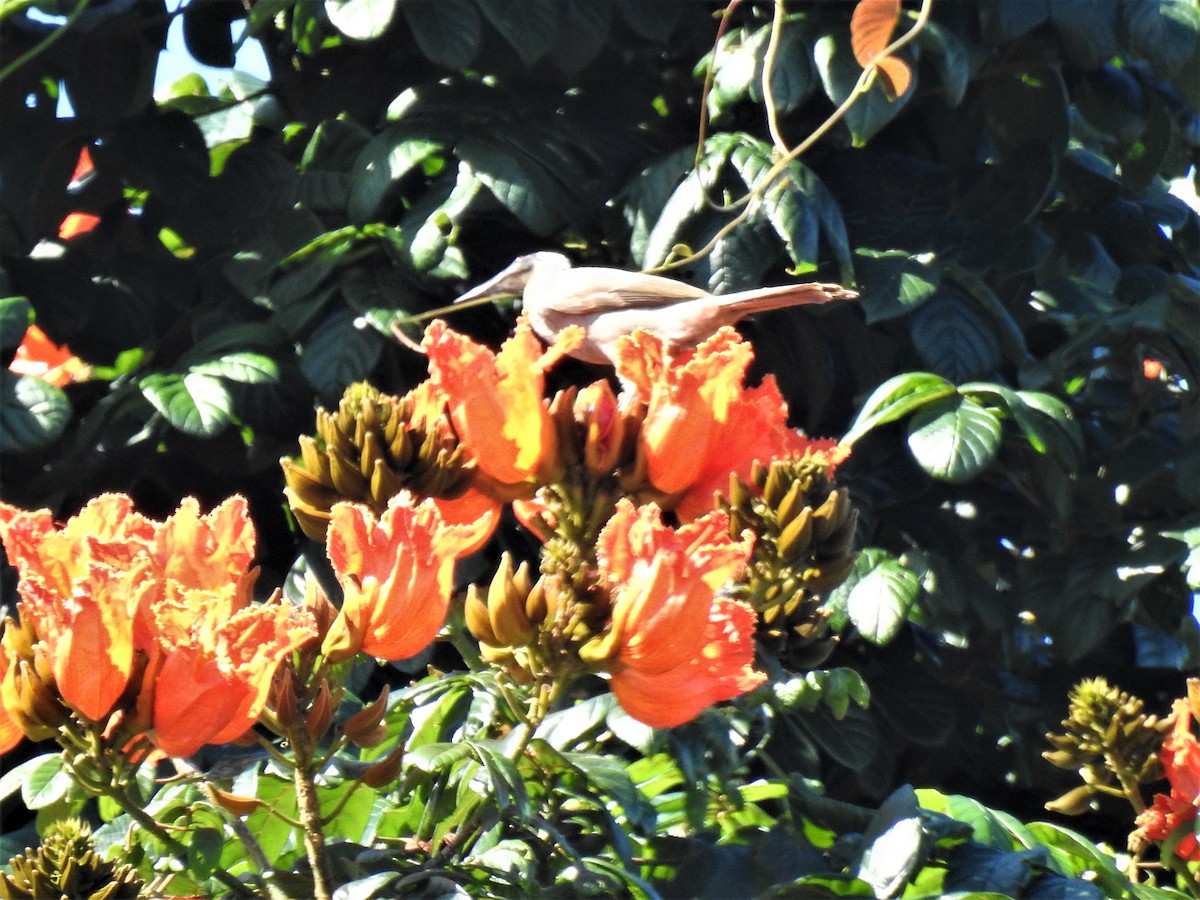 Helmeted Friarbird - ML619917346