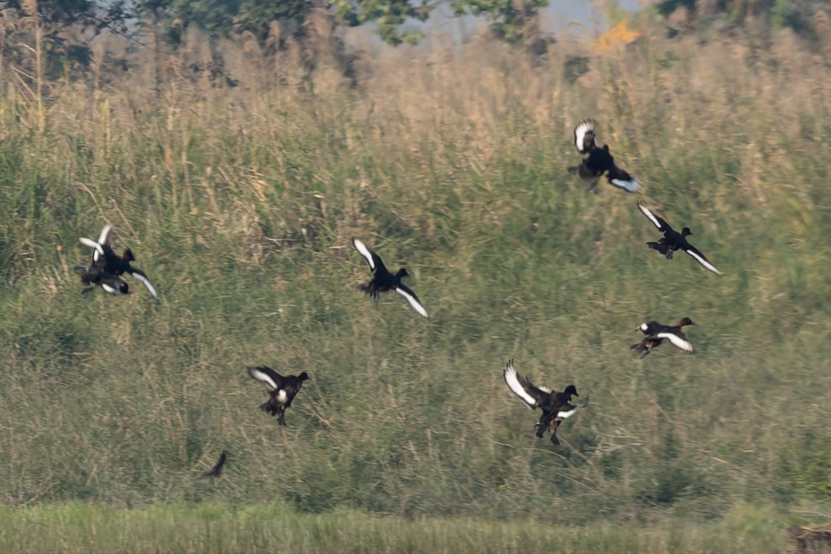 Ferruginous Duck - ML619917370