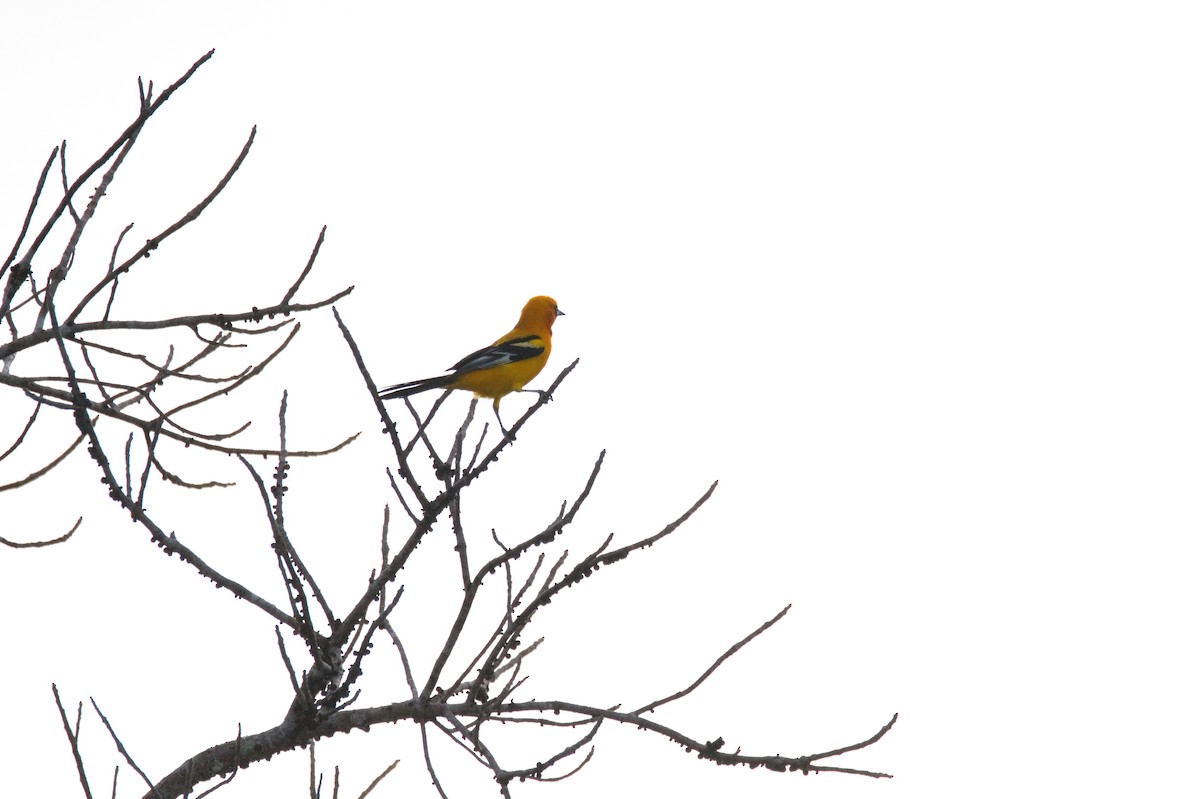 Orange Oriole - ML619917386