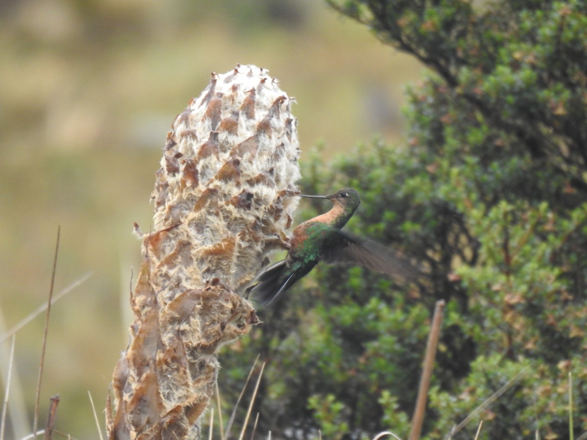 Colibri à ailes saphir - ML619917388