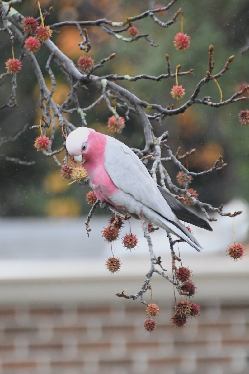 Galah - Michael Louey