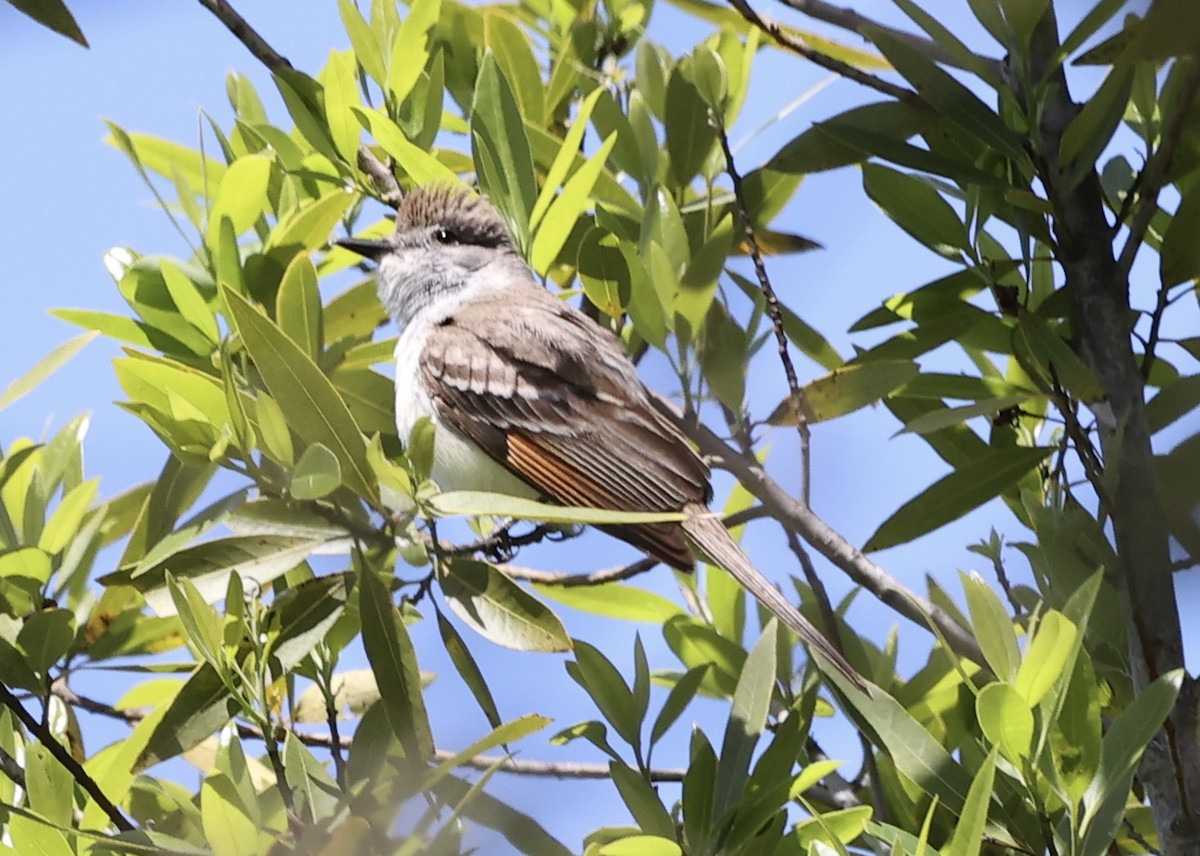 Ash-throated Flycatcher - Summer Lee