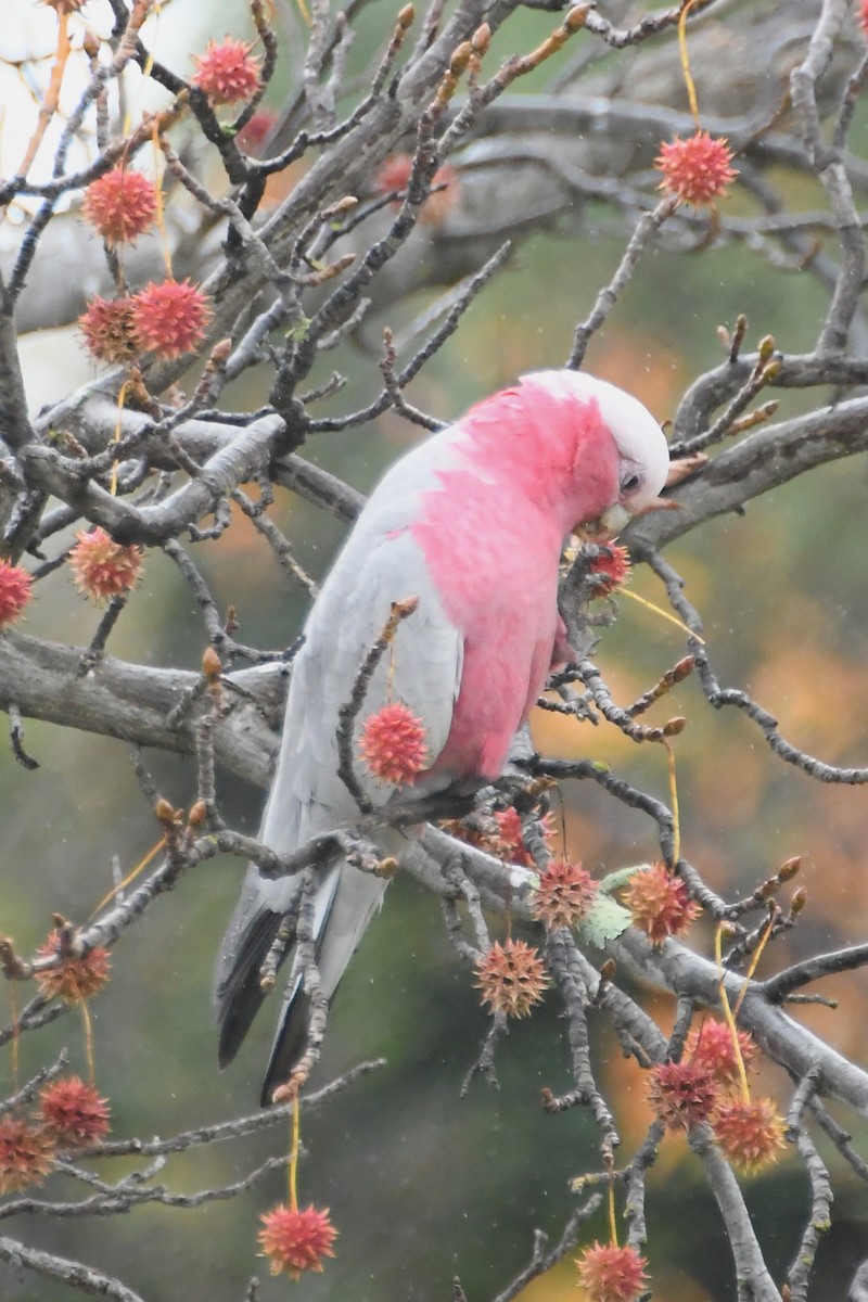 Cacatúa Galah - ML619917397