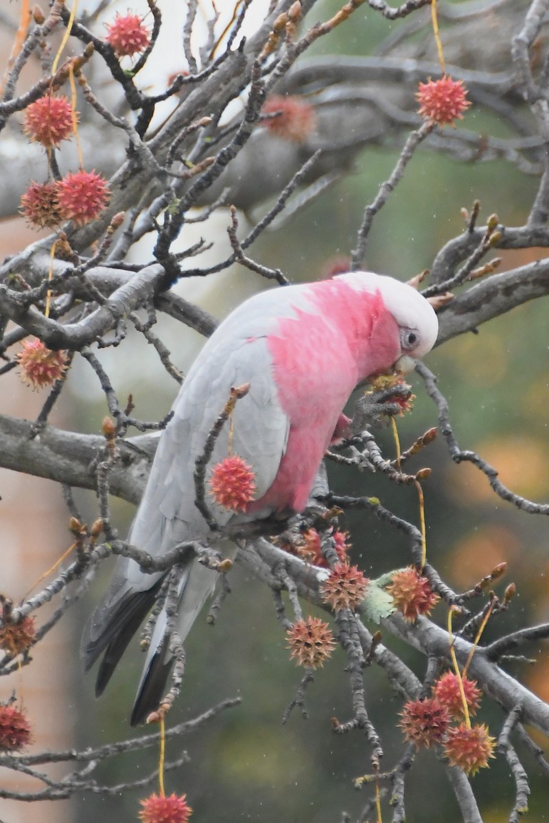 Cacatúa Galah - ML619917398