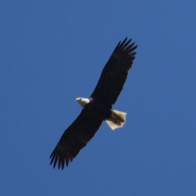 Weißkopf-Seeadler - ML619917405