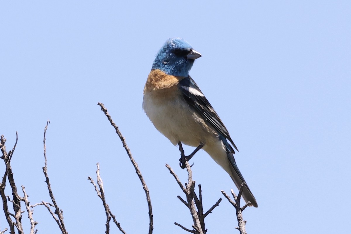 Lazuli Bunting - ML619917412