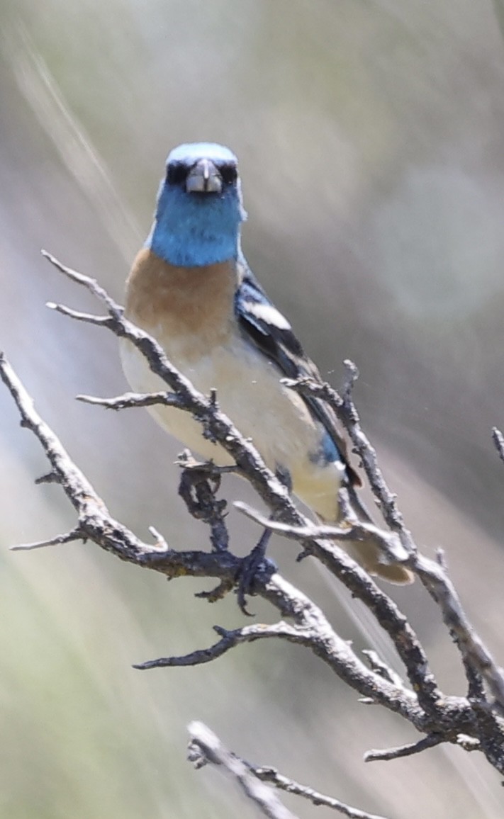 Lazuli Bunting - ML619917413