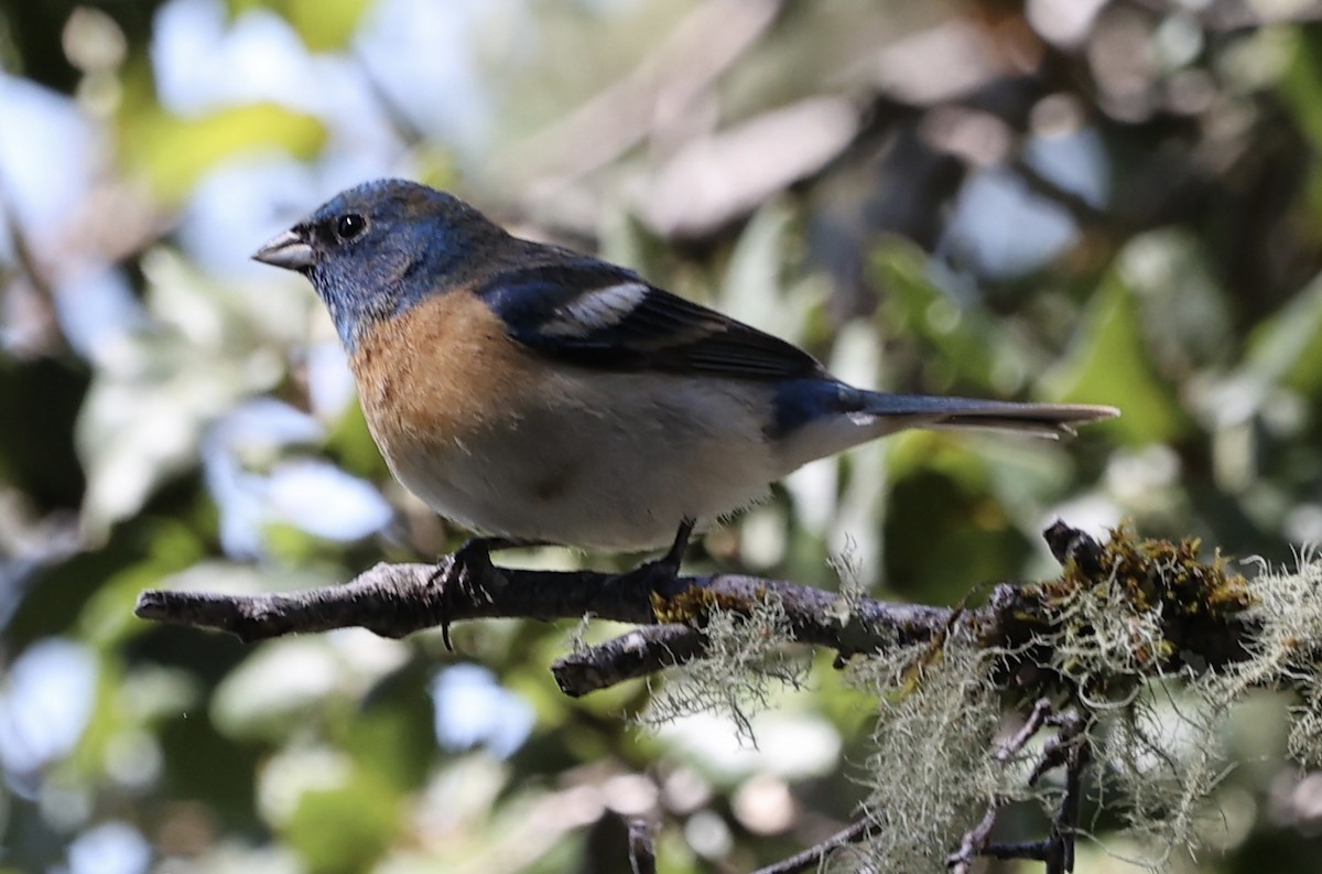 Lazuli Bunting - ML619917414