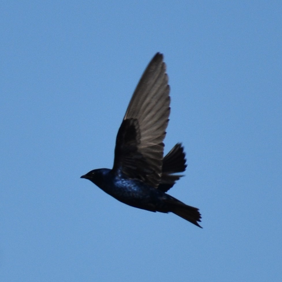 Purple Martin - ML619917422