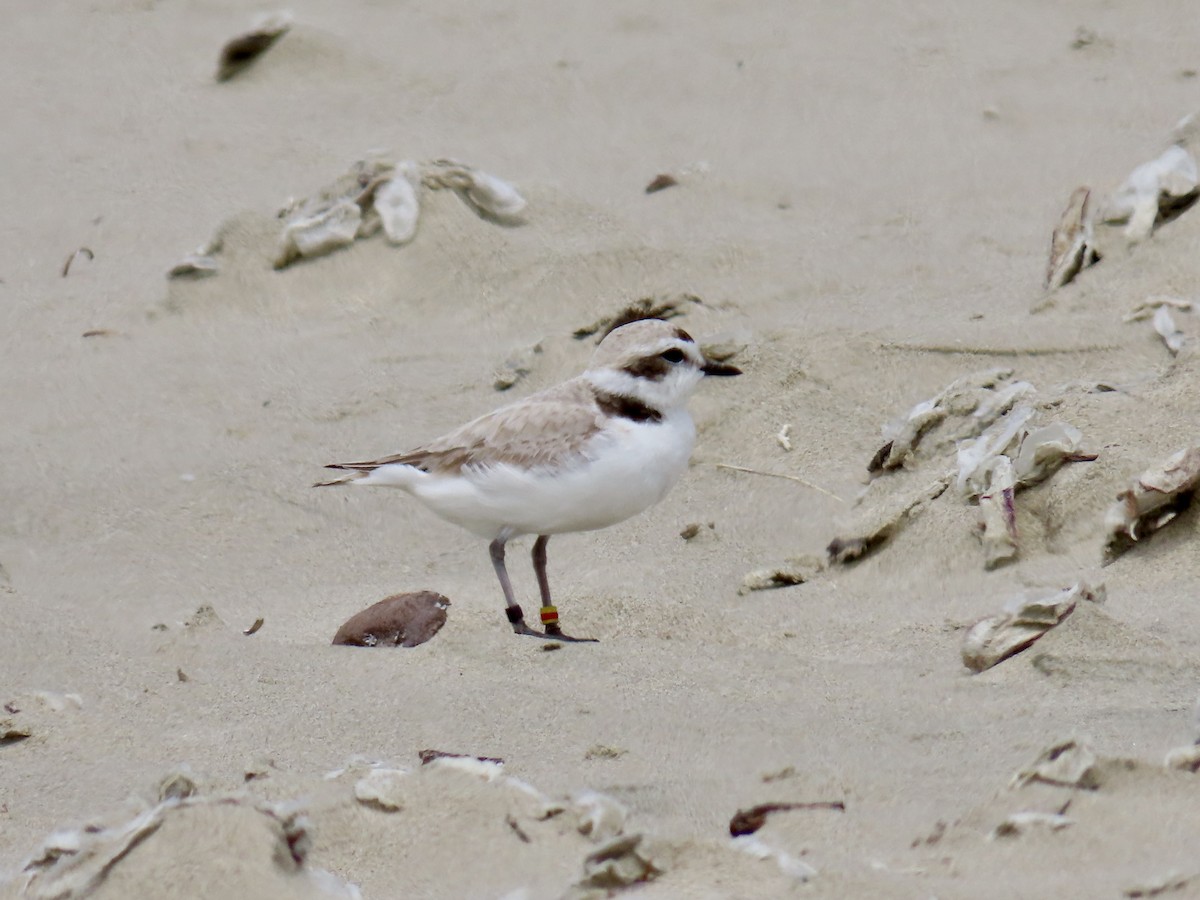 Snowy Plover - ML619917436