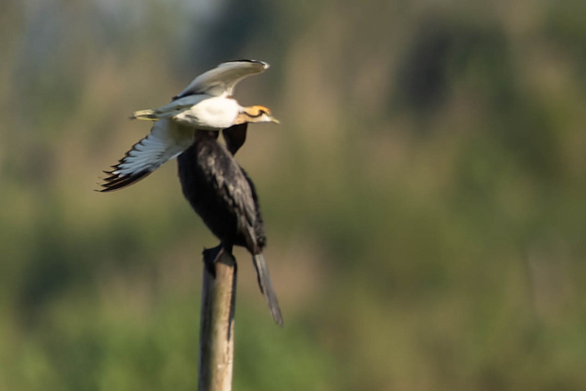 Pheasant-tailed Jacana - ML619917464