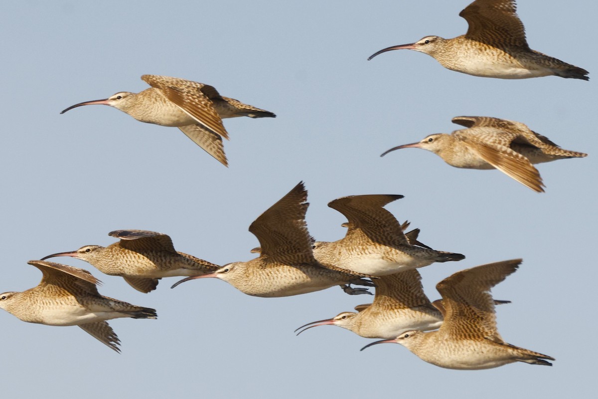 Whimbrel (Hudsonian) - ML619917467