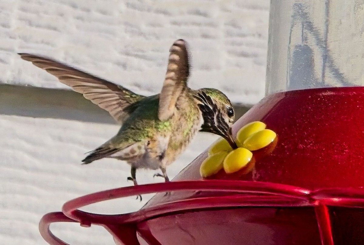 Colibrí Calíope - ML619917468