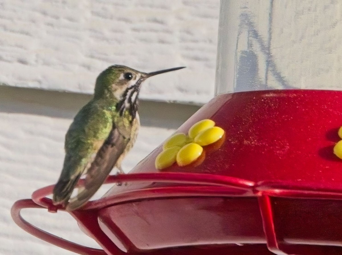 Calliope Hummingbird - ML619917469