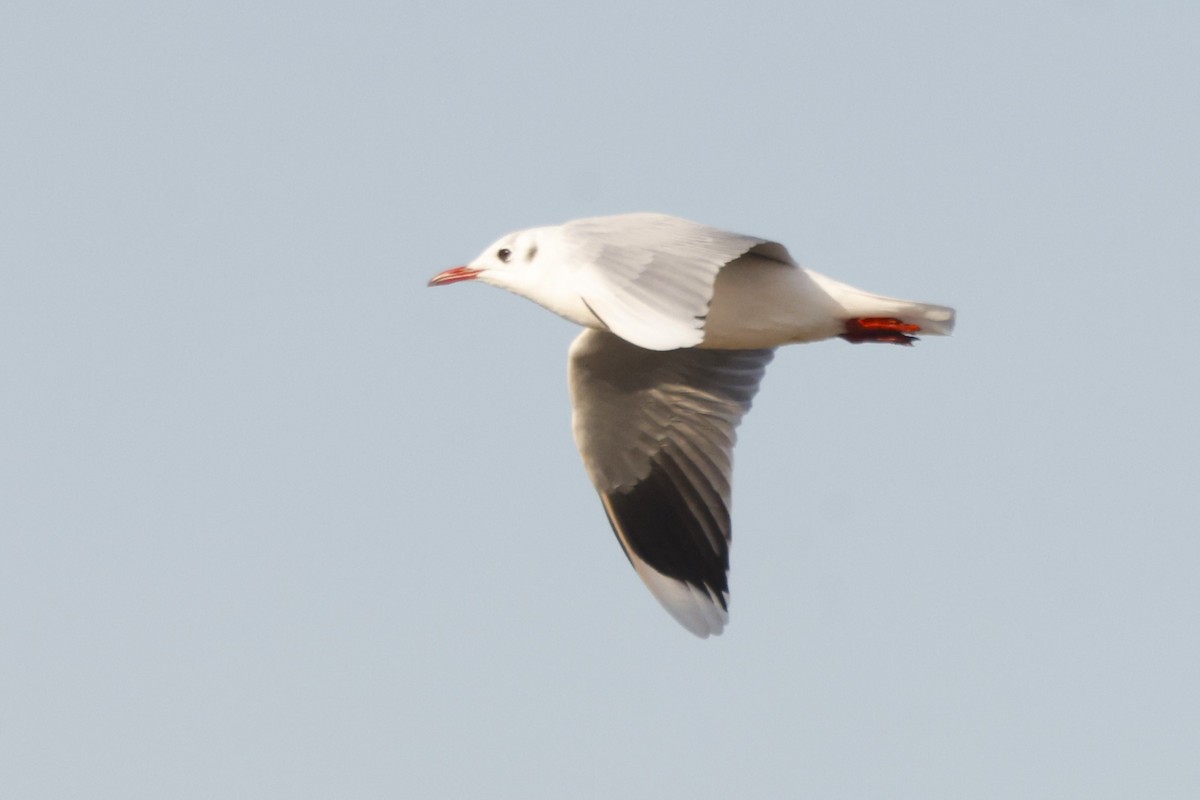 Brown-hooded Gull - ML619917477