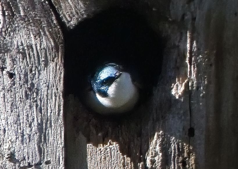 Tree Swallow - ML619917479