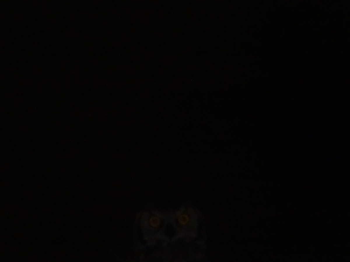 Lesser Horned Owl - ML619917480
