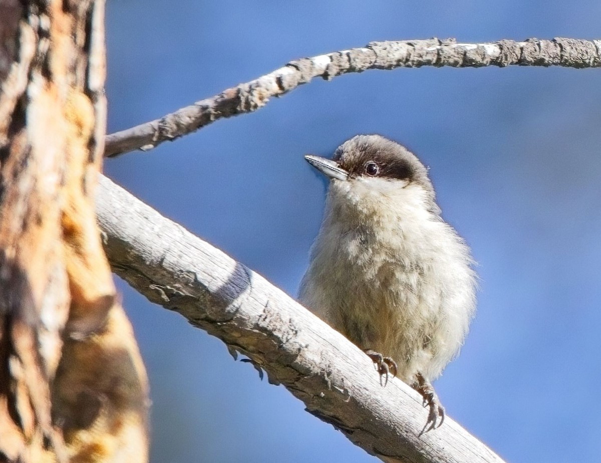 Pygmy Nuthatch - ML619917483