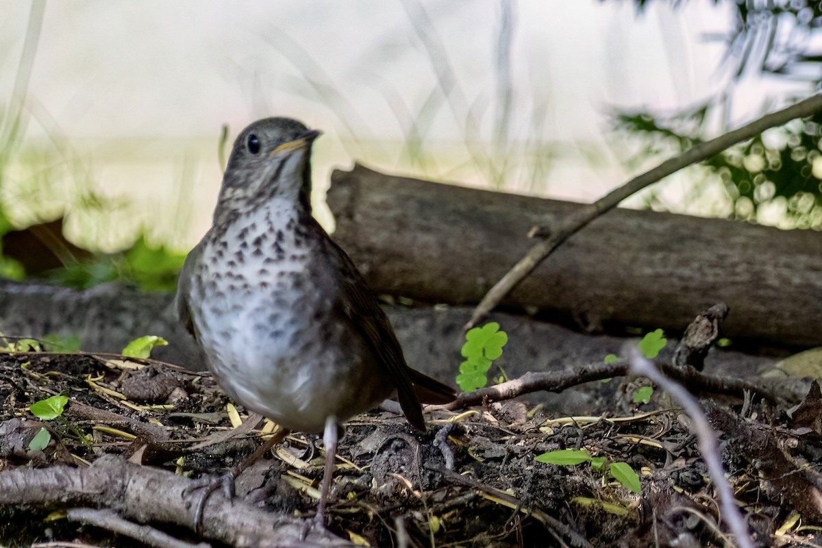 Gray-cheeked Thrush - ML619917485