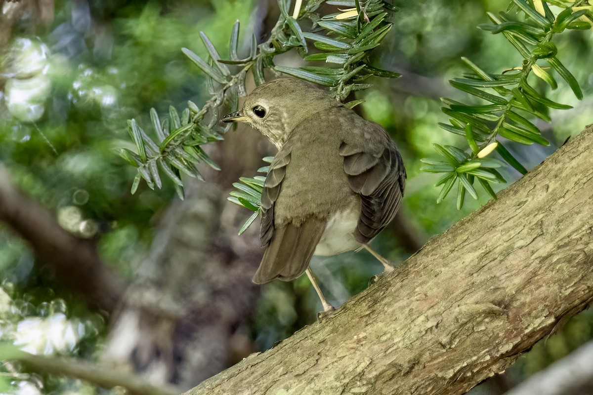 Gray-cheeked Thrush - ML619917486
