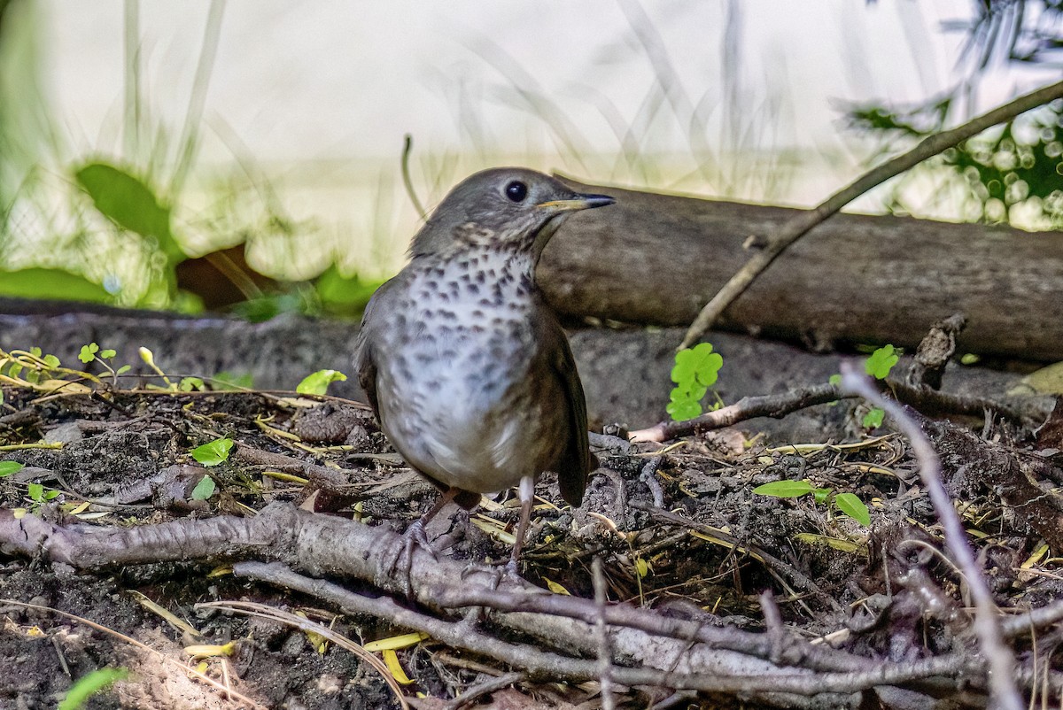 Gray-cheeked Thrush - ML619917487