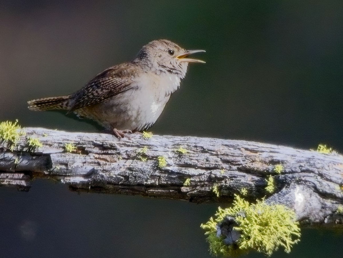 House Wren - ML619917491