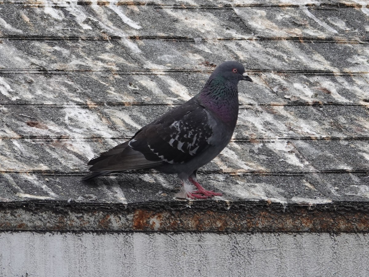 Rock Pigeon (Feral Pigeon) - ML619917509