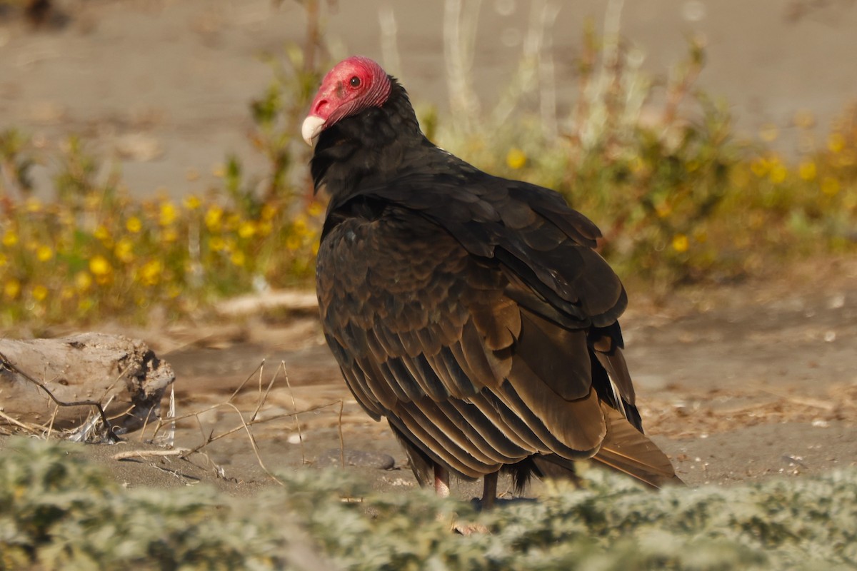Turkey Vulture (South Temperate) - ML619917525