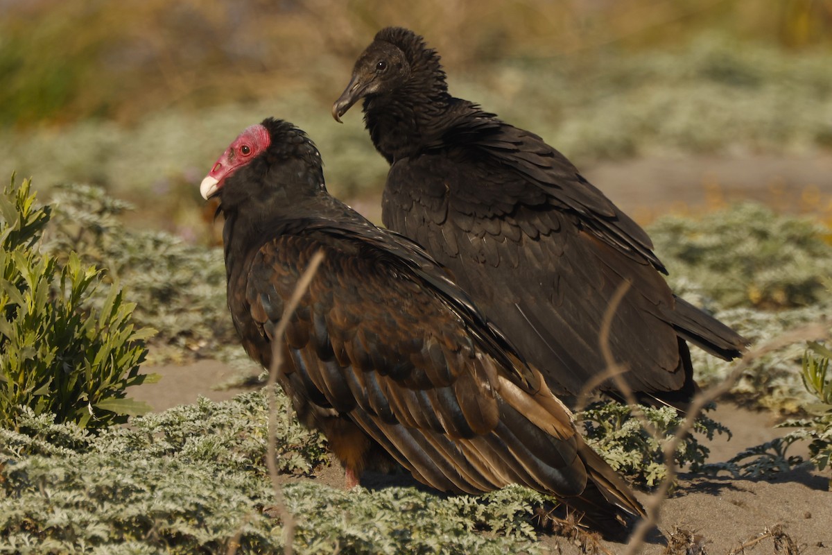 Turkey Vulture (South Temperate) - ML619917526
