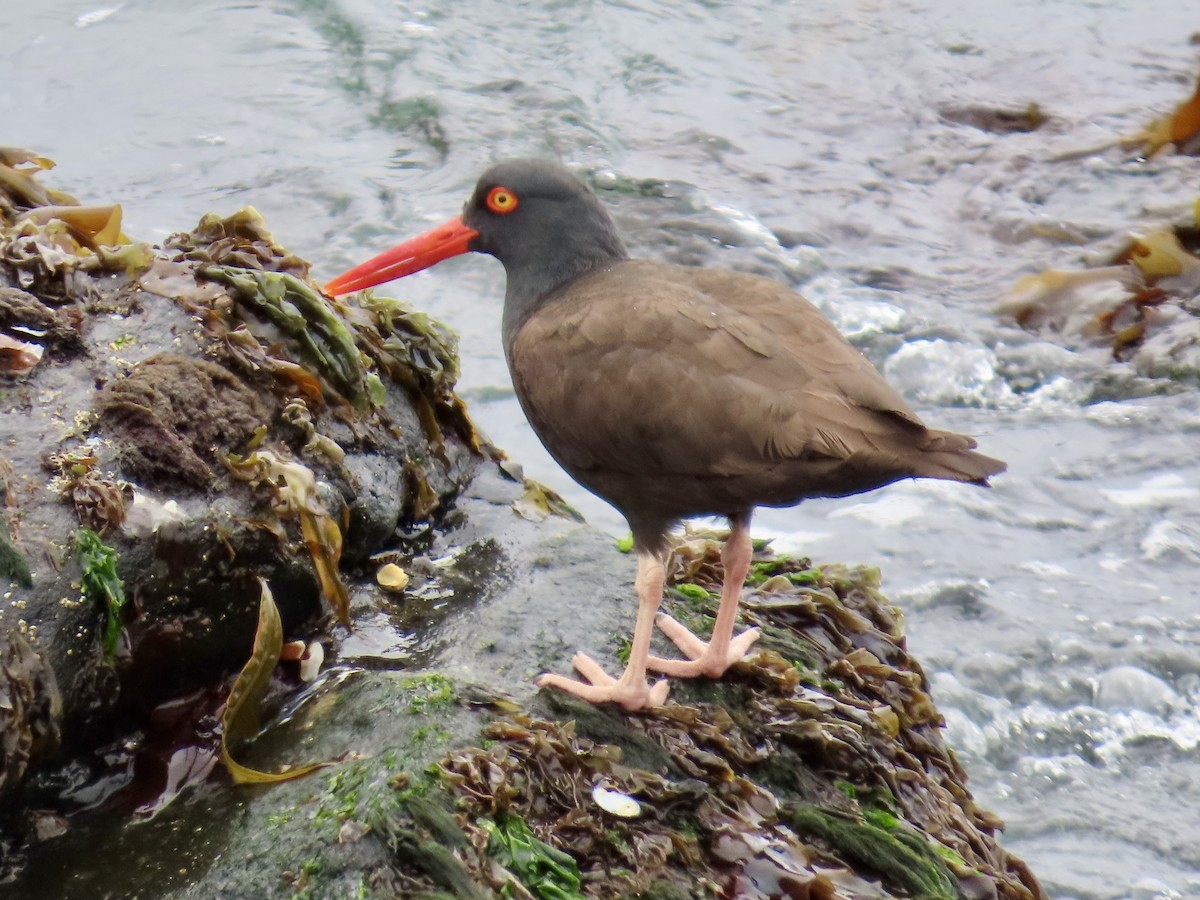 Black Oystercatcher - ML619917535