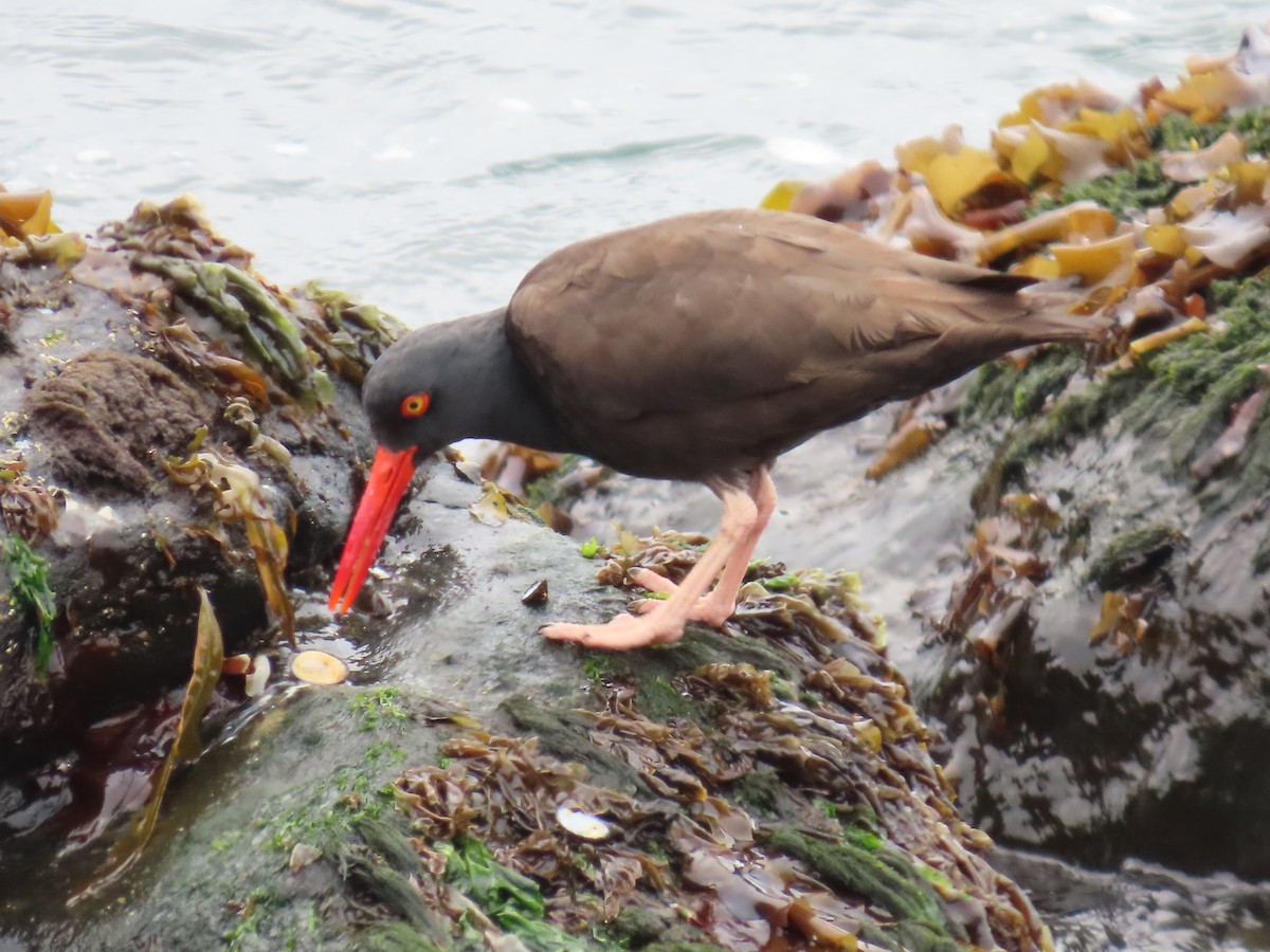 Black Oystercatcher - ML619917536