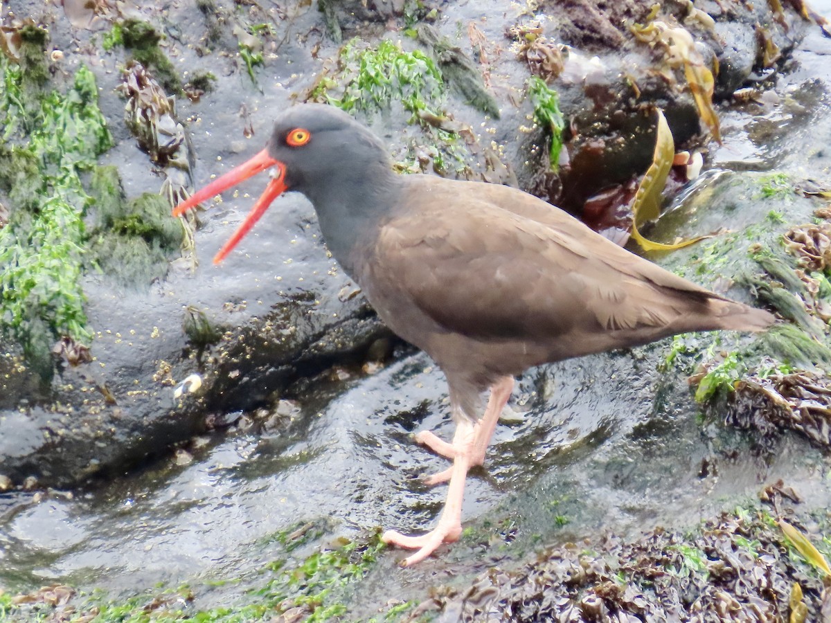 Black Oystercatcher - ML619917537