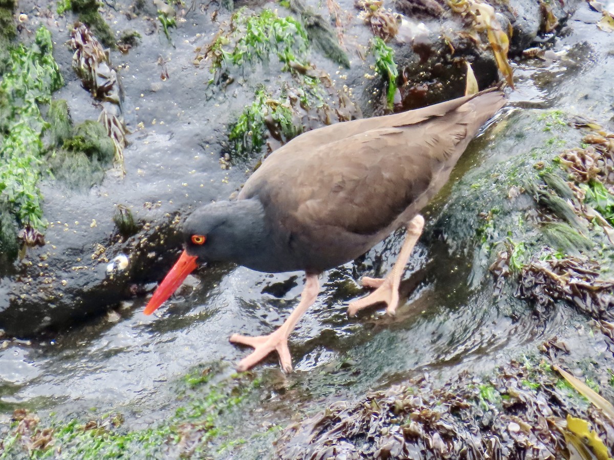 Black Oystercatcher - ML619917538