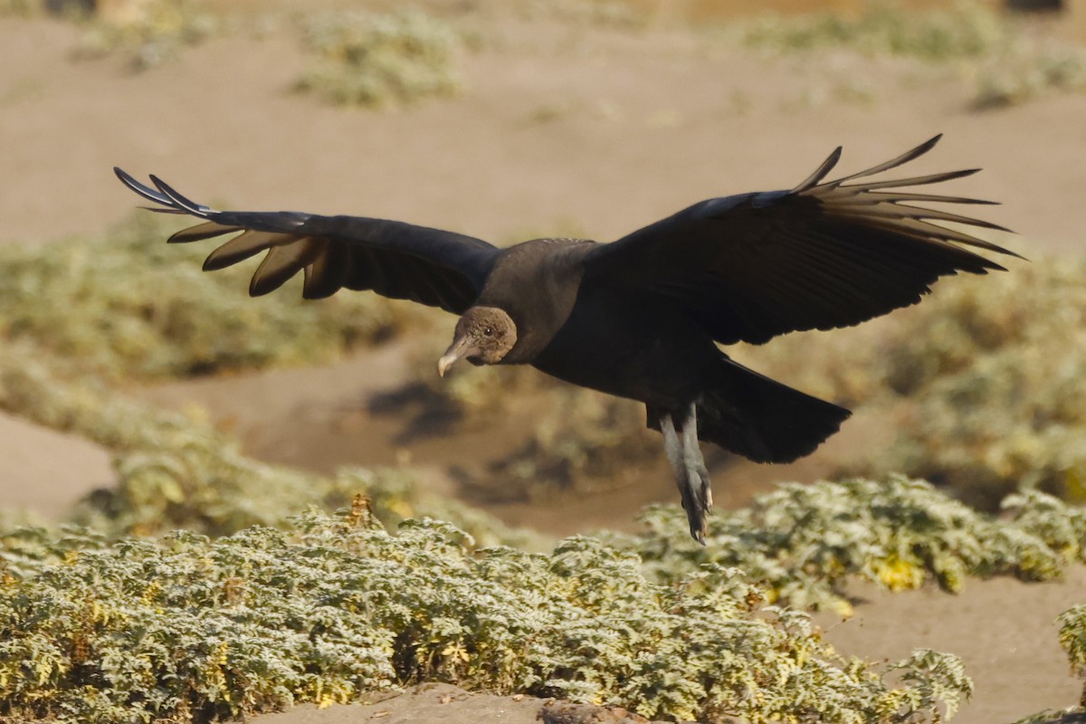 Black Vulture - John Mills
