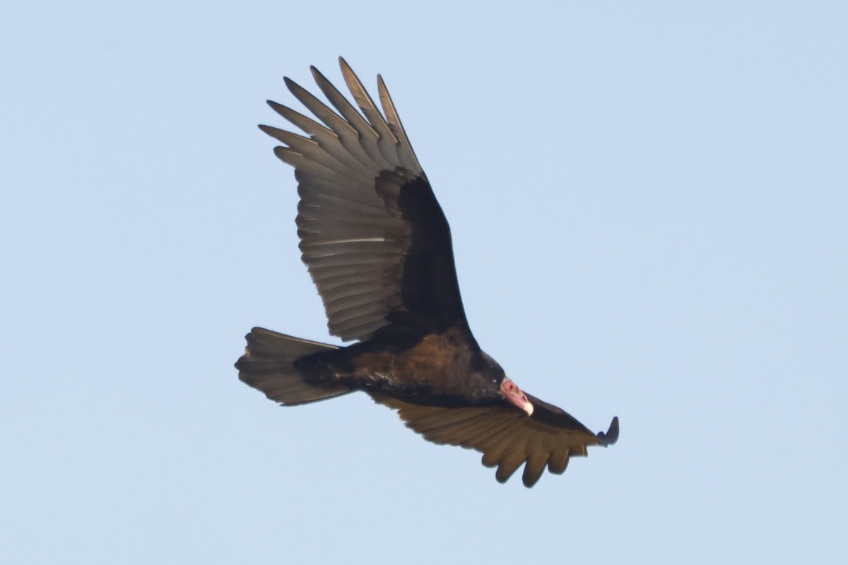 Turkey Vulture (South Temperate) - ML619917548
