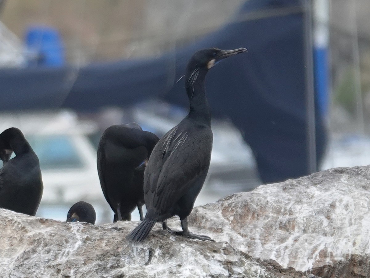 Brandt's Cormorant - ML619917551